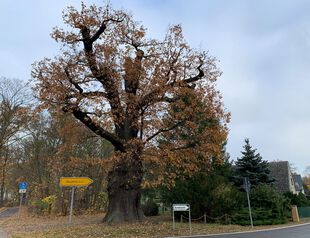 Trauereiche Krügersdorf