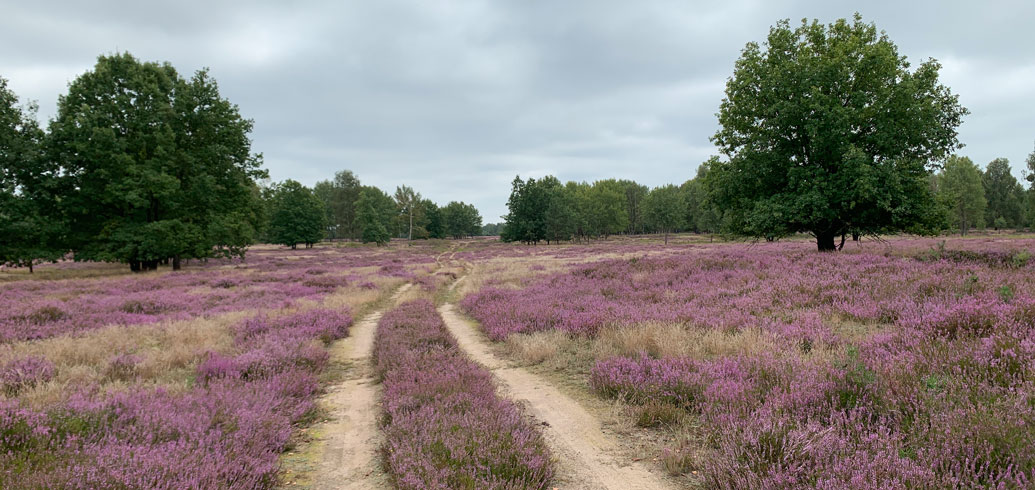 Blühende Heide Kleine Schorfheide